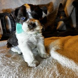 Matthew - Parti male Miniature Schnauzer puppy in Hemet, California from Feshia's Miniature Schnauzers