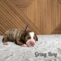 Gray Boy - Chocolate merle male Bernedoodle puppy in Modesto, California from Two Doods Doodles