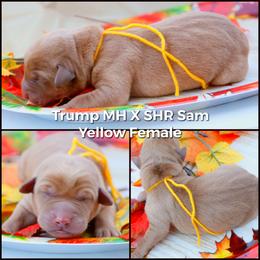 German Shorthaired Pointer and Labrador Retriever Puppies from LL Gun Dogs, LLC
