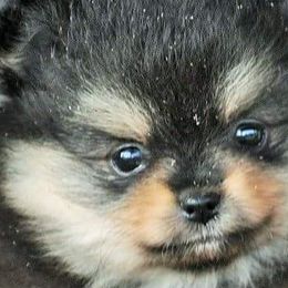 Pomeranians from Shonk-Acre's Pomeranians