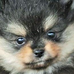 Pomeranians from Shonk-Acre's Pomeranians
