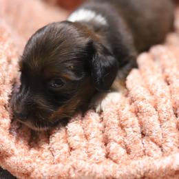 Kobe - Red male Dachshund puppy in Eaton, Ohio from Miniature Alphas Dachshunds