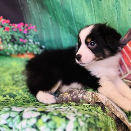 Evenstar - Black tri female Miniature American Shepherd puppy in Olympia, Washington from Shamayim Shepherds