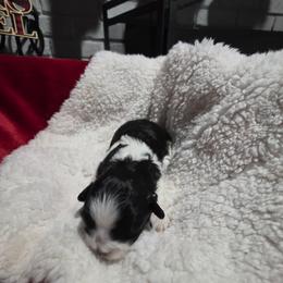 Puppy 2 - Black and white female Shihpoo puppy in Eldon, Missouri from B&B Designer Shihpoo’s
