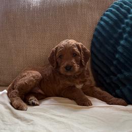 Luna - Red  female Goldendoodle puppy in Fayetteville, Arkansas from Mountain Grove Doodles