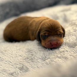 Chocolate based Shaded Red - Chocolate male Dachshund puppy in Rainier, Oregon from Doxies in Wonderland