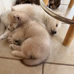Pomsky Puppies from White Horse Pomsky's