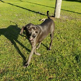 Jude - Great Dane