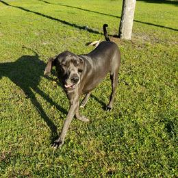 Jude - Great Dane