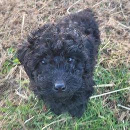 Poodles from Poppa Bruce's Toy Poodles