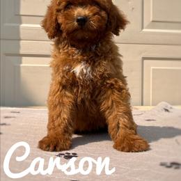Carson - Red  male Goldendoodle puppy in Middleton, Idaho from Gem State Doodles