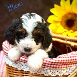 Magic - Tri-color male Bernedoodle puppy in Crockett, Texas from Kingdom Kennels