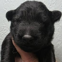Green collar - Sable male German Shepherd puppy in Oscoda, Michigan from Sstar
