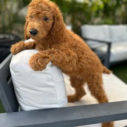 AKC Ginger (GG) - Red  female Poodle puppy in Cape Coral, Florida from Ruby the poodle