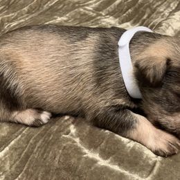 Miniature Schnauzer Puppies from Brown’s Kennel Club