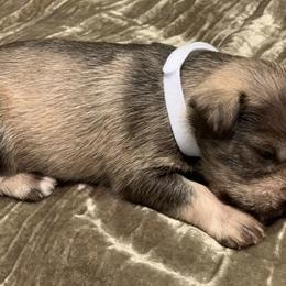 Miniature Schnauzer Puppies from Brown’s Kennel Club