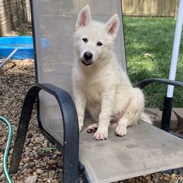 Siberian Husky Puppies from Agouti Run: Husky House