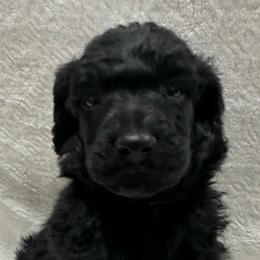 BOURBON-Green collar male - Black male Poodle puppy in Chino Valley, Arizona from Whiskey Row Royals