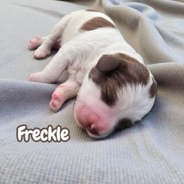 Freckle - Brown and white male Aussiedoodle puppy in Lebanon, Oregon from Abbott Family Farm