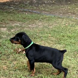 Doberman Pinscher Puppies from JM Dobermans