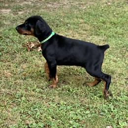 Doberman Pinscher Puppies from JM Dobermans