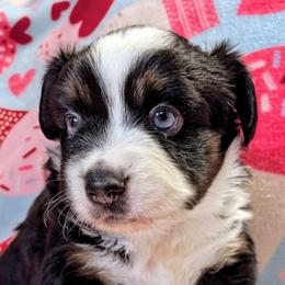 Jammy - Black tri female Toy Australian Shepherd puppy in Shepherd, Texas from GAMALA Farm & Kennels
