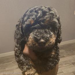 Madison - Phantom female Poodle puppy in Pompano Beach, Florida from Quality Care Poodles
