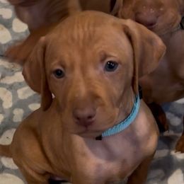 Lovie - Golden rust female Vizsla puppy in Plymouth, Minnesota from Carlson Vizslas