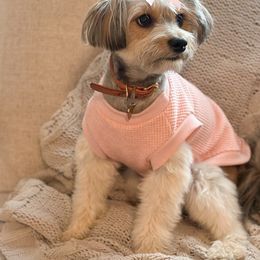 Nola Jean - Morkie