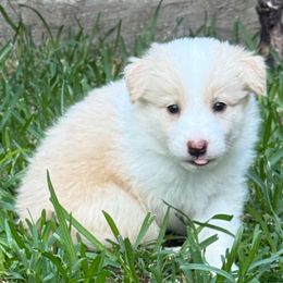 Sandy - White and gold female Border Collie puppy in Mckinney, Texas from Border Collies of Ruidoso