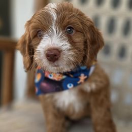 Junebug - Red  male Goldendoodle puppy in Decatur, Tennessee from Diamond's Doodles