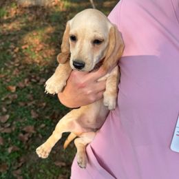 Winston - Cream male Dachshund puppy in Boston, Kentucky from River Bottom Mini Doxies
