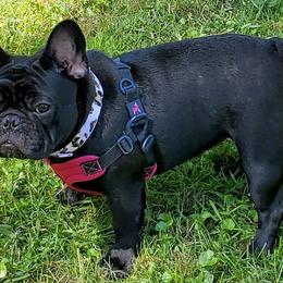 French Bulldogs from Winsome French Bulldogs