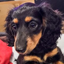 Shania - Black and tan female Dachshund puppy in Austin, Texas from Glorious Minis