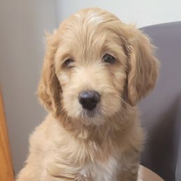 Girl 1 - Parti Goldendoodle puppy in Florida from Adonai's Creation Doodles