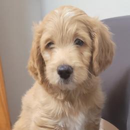 Girl 1 - Parti Goldendoodle puppy in Florida from Adonai's Creation Doodles