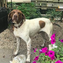 Lightening - German Shorthaired Pointer