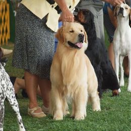 Golden Retrievers from Makefield Goldens