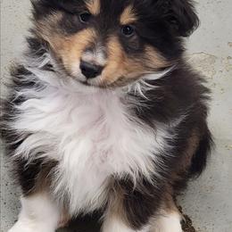 Cody - Black white and tan male Shetland Sheepdog puppy in Conway, Missouri from Brooks's little darlings