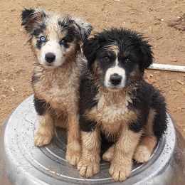 Australian Shepherds and Nova Scotia Duck Tolling Retrievers from Crandellwood