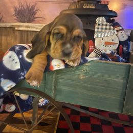 Gurtrude- purple collar - Black and brown Basset Hound puppy in Herrin, Illinois from Handsome Hound Bassets