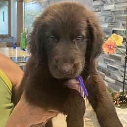 Boy 1 - Liver male Flat-Coated Retriever puppy in Kaanapali, Hawaii from Kaia Golden Flat Coat