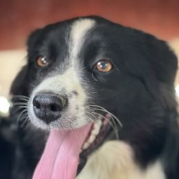 Birdie - Miniature Australian Shepherd