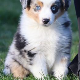 Border Collie, English Setter, and Miniature American Shepherd Puppies from First Harmony Farms