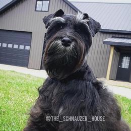 Miniature Schnauzers from The_Schnauzer_House