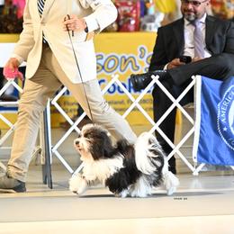 Lucy - Havanese