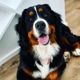 Bernedoodles and Bernese Mountain Dogs from Coldwater Canyon Doodles