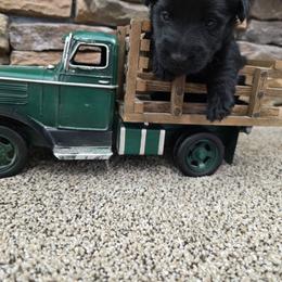 Girl - Black female Scottish Terrier puppy in Utah from TnT Scotties