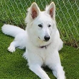 Alaska - Berger Blanc Suisse