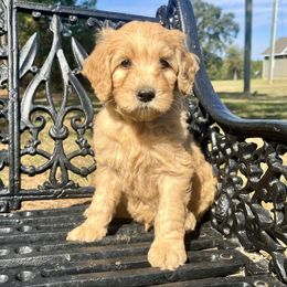Boy (green collar) 5 - Apricot male Goldendoodle puppy in Crawford, Mississippi from Magnolia State Poodles and Doodles